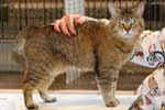 [Pixie-Bob brown spotted tabby, Arduina Bilbo Hobbit, eleveur Béatrice Houbat, photo Gagny juillet 2007]