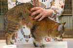 [Pixie-Bob brown spotted tabby, Arduina Bilbo Hobbit, eleveur Béatrice Houbat, photo Gagny juillet 2007]