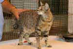 [Pixie-Bob brown spotted tabby, Arduina Cassiopee, eleveur Béatrice Houbat, photo Gagny juillet 2007]