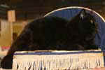 [Exotic noir, Blackdwarf au Coeur D'Tamaris, éleveur Nadine Junchat, photo expo Gagny, 01 juillet 2007]