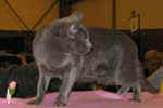 [Korat bleu, Boon-Mee Napha Naramit, propriétaire Sandrine Chouly, photo expo Orléans, 04 novembre 2007]