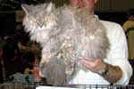 [Selkirk rex blue crème, Curly Burly Cassiopeia, propriétaire : G. Alidarso et R. Hovens, photo Utrecht janvier 2005]