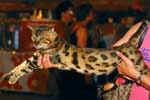 [Bengal brown spotted tabby, Gogees Appolon of Panthera] [Photo Monaco septembre 2006 Dan Oliver]