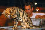 [Bengal brown spotted tabby, Gogees Appolon of Panthera] [Photo Monaco septembre 2006 Dan Oliver]