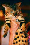 [Bengal brown spotted tabby, Gogees Appolon of Panthera] [Photo Monaco septembre 2006 Dan Oliver]