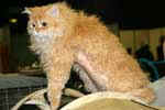 [Selkirk Rex poil long, red mackerel tabby, Insider s Waldemar, propriétaire Heilke Patz, photo expo Pontoise mars 2005]