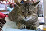 [Pixie-Bob brown spotted tabby, Livinglegend William, propriétaire Murielle Bovyn, Photo expo Charleroi, 20 août 2006]