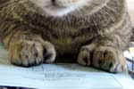 [Pixie-Bob brown spotted tabby, Livinglegend William, polydactyle, propriétaire Murielle Bovyn, Photo expo Charleroi, 20 août 2006]