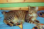 [Pixie Bob poil court brown spotted tabby, Mojoscathouse Areezone, propriétaire Catherine Bastide]