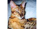 [Savannah brown spotted tabby, Sun Savanna Alguina, propriétaire Nathalie Bride-Gayraud]