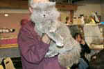 [British longhair bleu, Tichoux Prince du Jardin des Glycines, éleveur, propriétaire Martine Flahaut, photo expo Amiens février 2005]