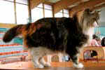 [Maine Coon brown blotched tabby et blanc, Titus de l’Ermitage de la Renarde, éleveur, éleveuse Françoise Denizart, photo expo Saint Prix février 2005]