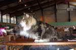 [Maine Coon brown blotched tabby et blanc, Titus de l’Ermitage de la Renarde, éleveur, éleveuse Françoise Denizart, photo expo Saint Prix février 2005]