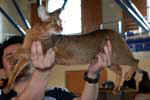 [Abyssin lièvre, Valdivia Apelsinam, propriétaire Ra Mi Bui Xuan, photo expo Le Plessis Trévise mars 2005]