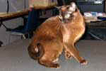 [Burmese américain zibeline, Valentine The Cats Love, éleveur Dominique Jablonski propriétaire Claude Jeulin, photo Gien 2005]