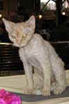 [Devon rex red mackerel tabby, Via Mia du Clos des Vignes, éleveur Edmée Boisquillon, photo Baltard janvier 2005]