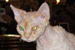 [Devon rex red mackerel tabby, Via Mia du Clos des Vignes éleveur Edmée Boisquillon, photo Baltard janvier 2005]