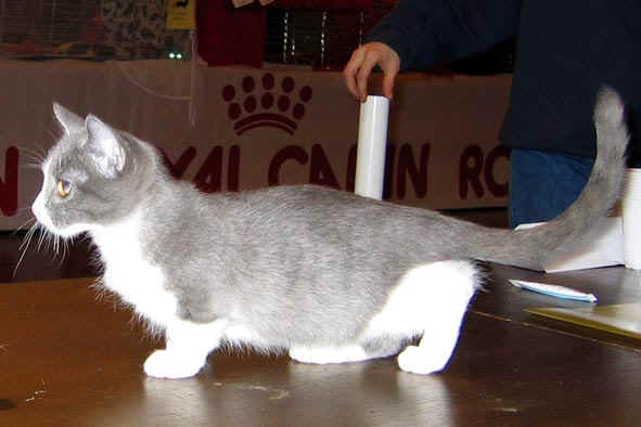 Munchkin - Chaton et chat de race