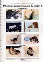 [Exemple de planche du cahier élevage du chaton]